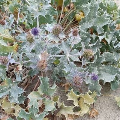 Eryngium maritimum — flower