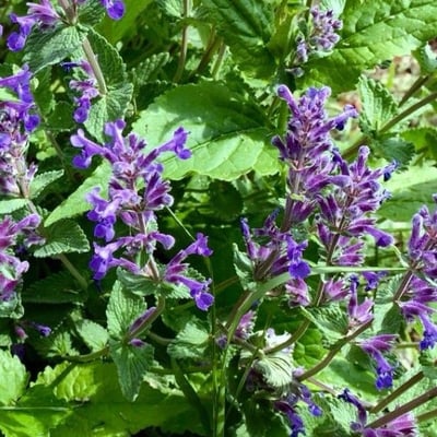 Nepeta racemosa — flower