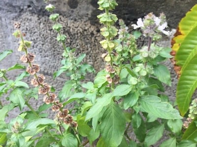 African basil