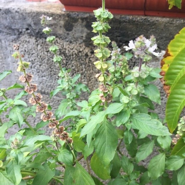 African basil