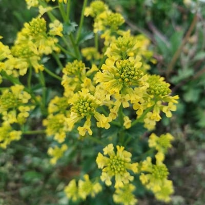 Barbarea verna — flower