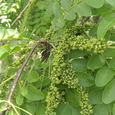 Gleditsia sinensis — flower