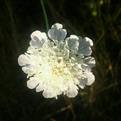 Oenanthe pimpinelloides — flower