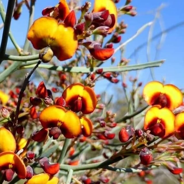 Daviesia ulicifolia — flower
