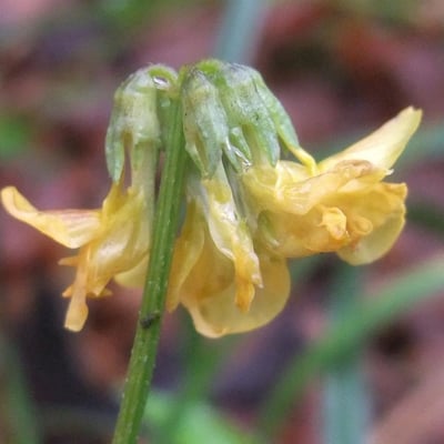 Coronilla vaginalis — flower