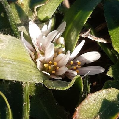 Allium chamaemoly — flower