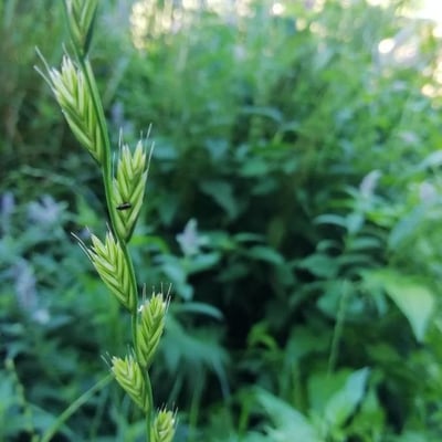 Lolium multiflorum — flower