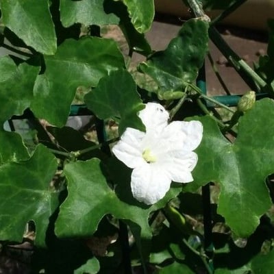 Coccinia grandis — flower