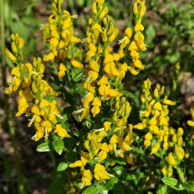 Genista germanica — flower