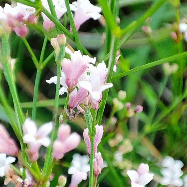 Asperula cynanchica — flower