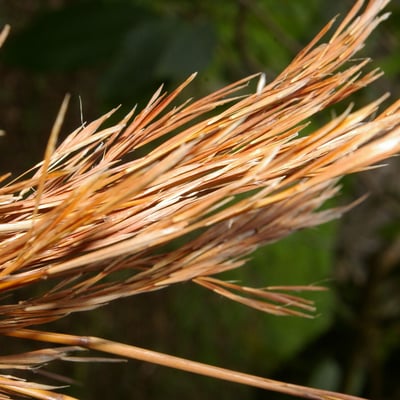 Andropogon glomeratus — fruit