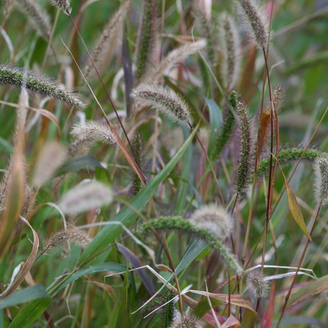 Setaria viridis — flower
