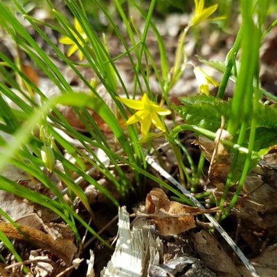 Gagea minima — flower