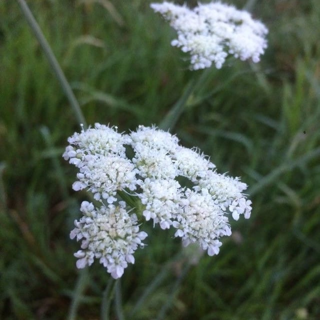 Oenanthe pimpinelloides — flower