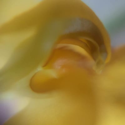 Vigna radiata — flower