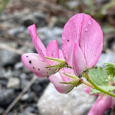 Ononis rotundifolia — flower