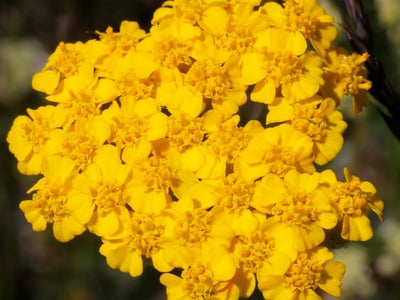 Yellow milfoil