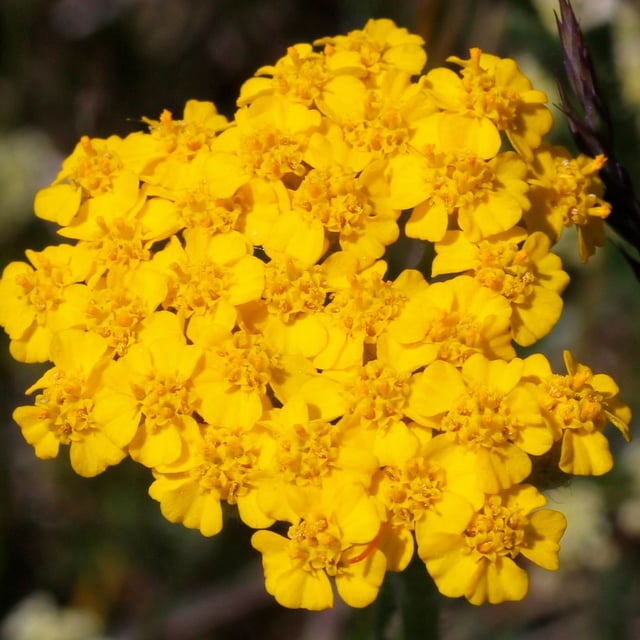 Yellow milfoil