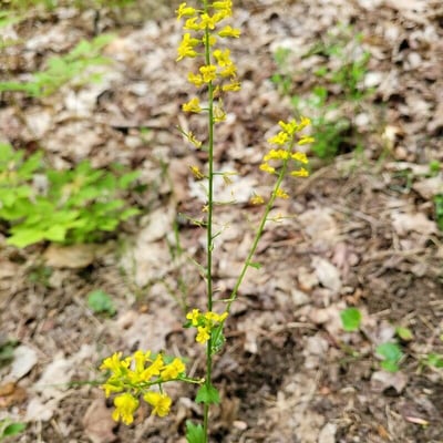 Barbarea orthoceras — flower