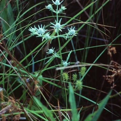 Eryngium aquaticum — flower