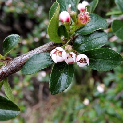 Cotoneaster divaricatus — flower