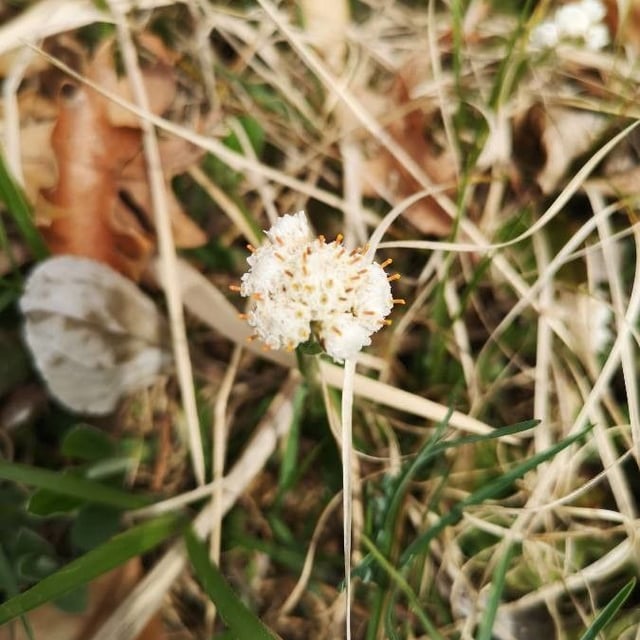 Antennaria neglecta — flower