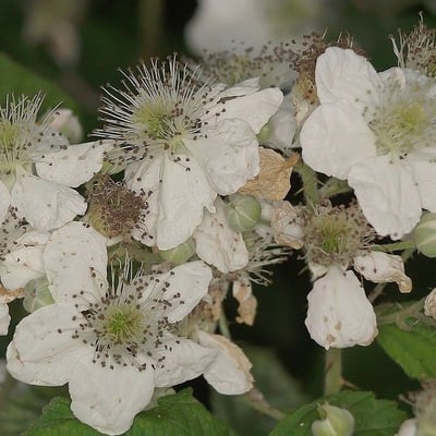 Rubus pruinosus — flower