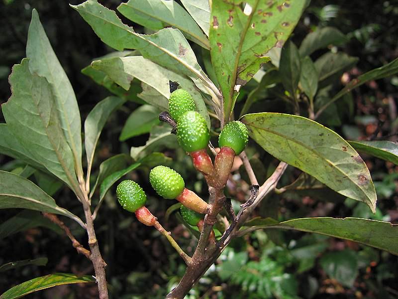 Ocotea minarum