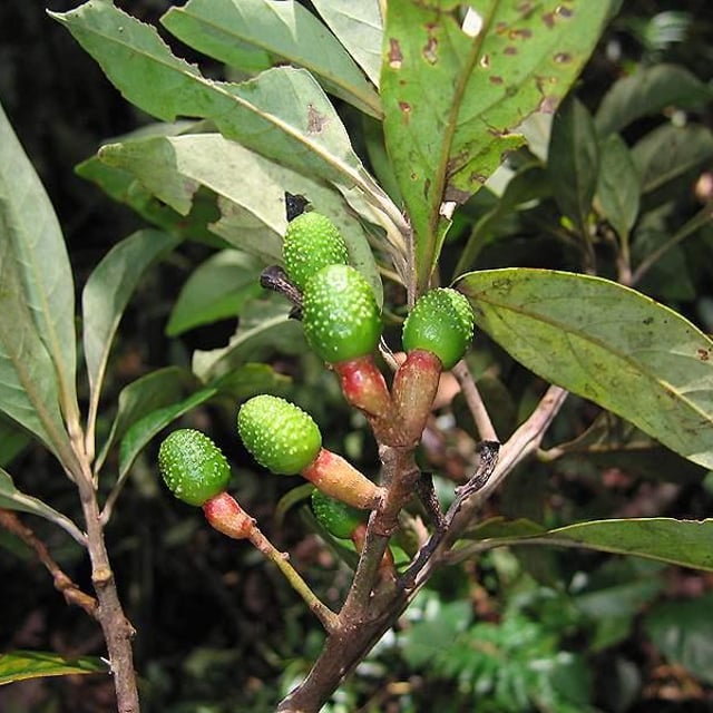 Ocotea minarum