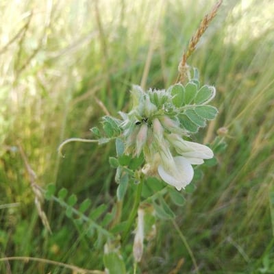 Vicia pannonica — flower