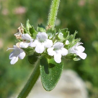 Thymus pulegioides — flower