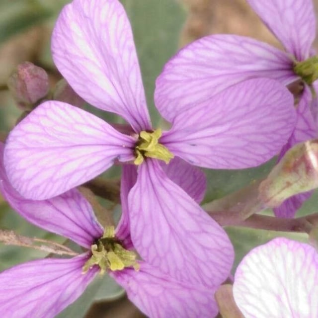 Moricandia arvensis — flower