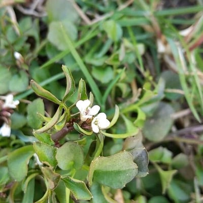 Cardamine parviflora — flower