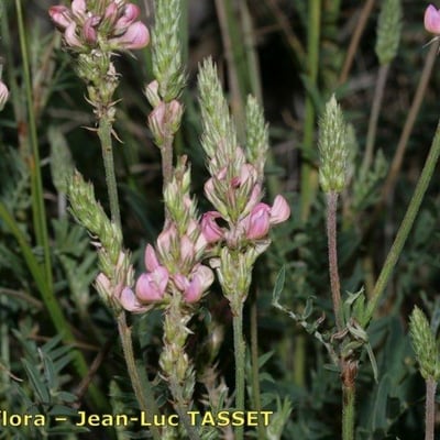 Onobrychis arenaria — flower