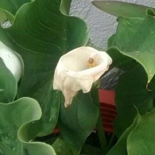 Zantedeschia aethiopica — flower