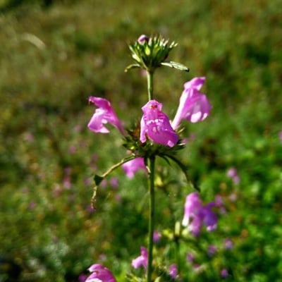 Galeopsis ladanum — flower