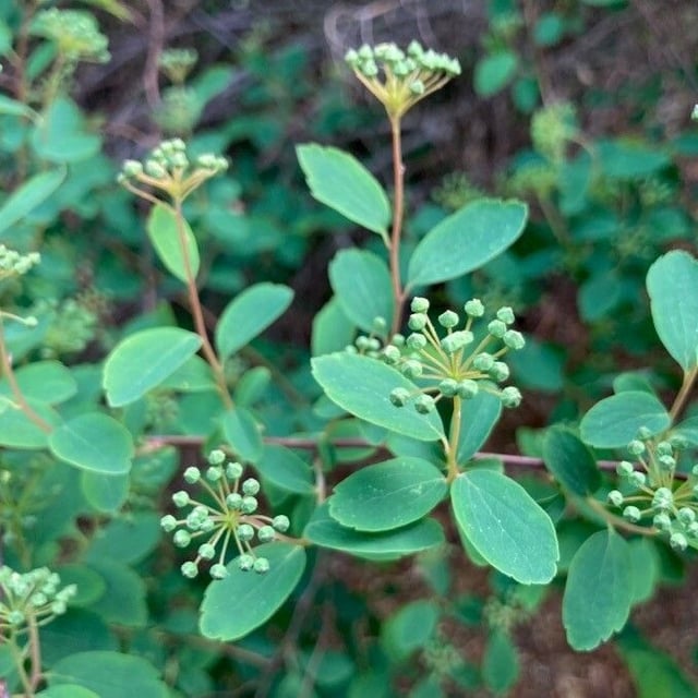 Spiraea betulifolia — flower