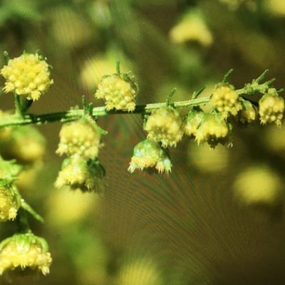 Artemisia annua — flower
