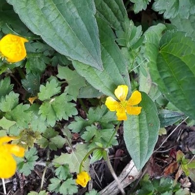 Ranunculus hispidus — flower