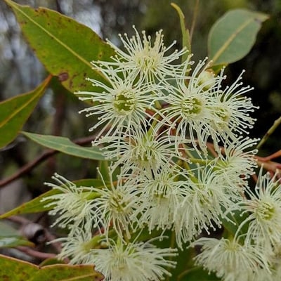 Corymbia gummifera — flower