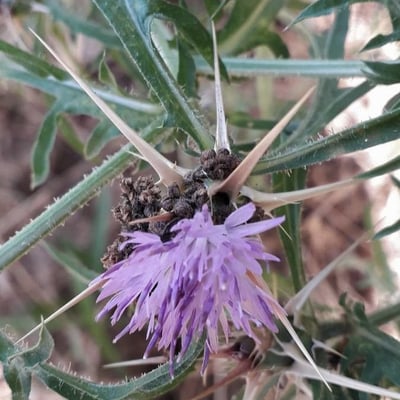 Centaurea calcitrapa — flower
