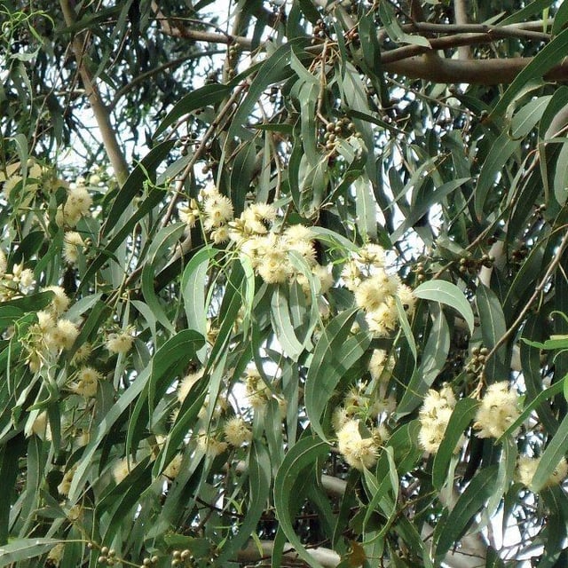 Eucalyptus tereticornis — flower