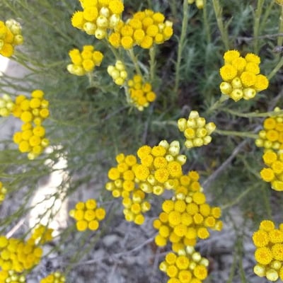 Helichrysum stoechas — flower