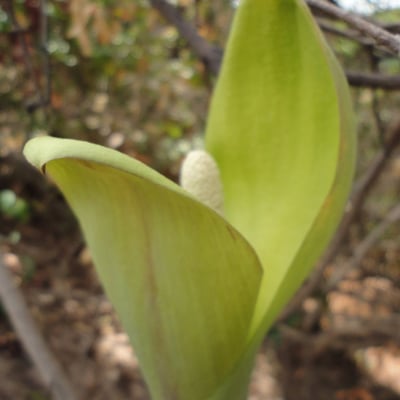 Anchomanes difformis — flower