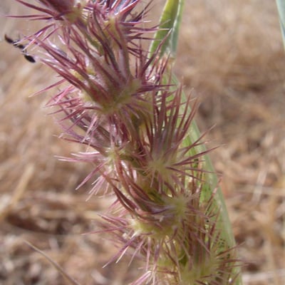 Cenchrus biflorus — flower