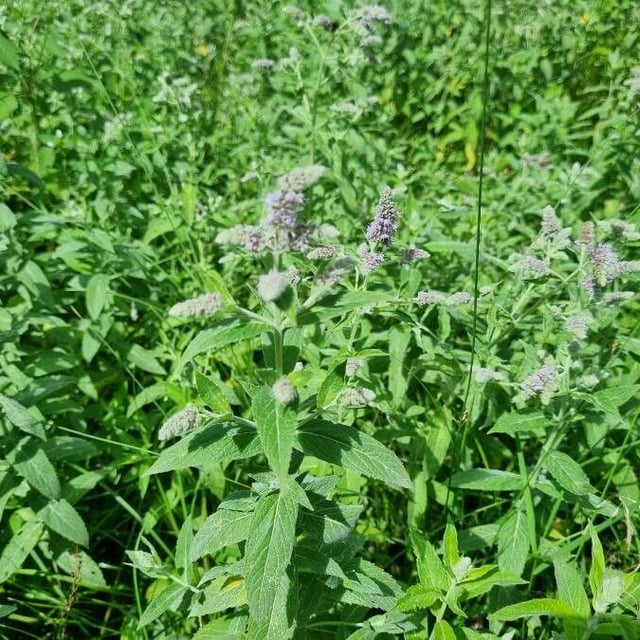 Mentha longifolia — flower