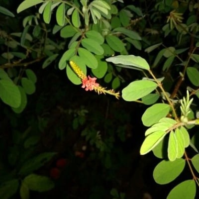 Indigofera hirsuta — flower