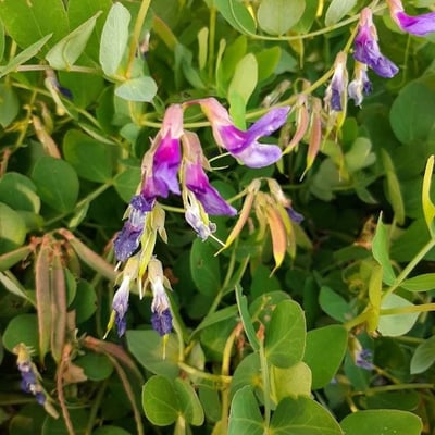 Lathyrus japonicus — flower