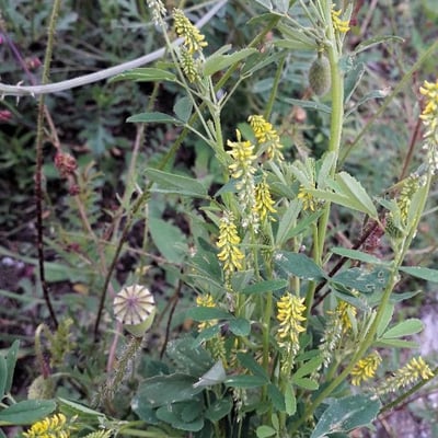 Melilotus indicus — flower