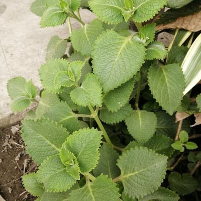 Plectranthus amboinicus — flower